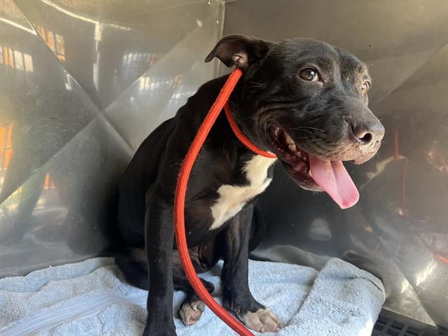 adoptable Dog in Fort Myers, FL named RAVEN
