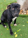 adoptable Dog in  named RAVEN