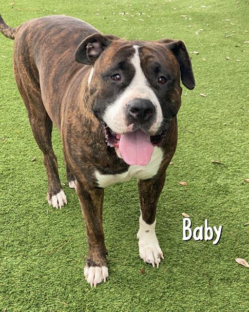 adoptable Dog in Fort Myers, FL named BABY