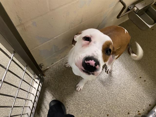 adoptable Dog in Fort Myers, FL named SADIE ROSE
