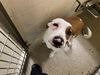 adoptable Dog in  named SADIE ROSE