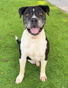 adoptable Dog in  named LAWSON