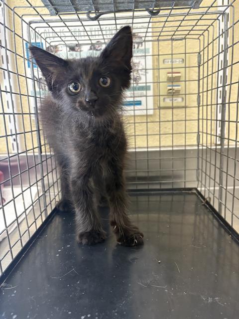 adoptable Cat in Fort Myers, FL named FURBY