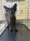 adoptable Cat in  named FURBY