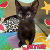 adoptable Cat in  named SKYLER