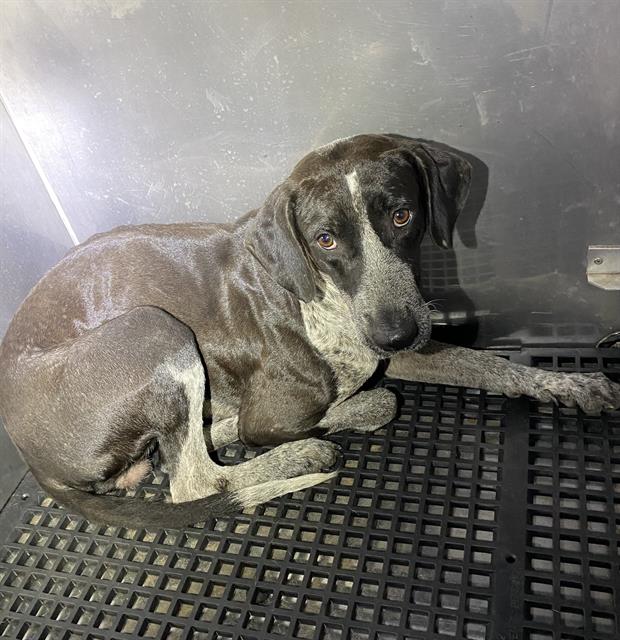adoptable Dog in Fort Myers, FL named ARIEL