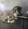 adoptable Dog in  named ARIEL