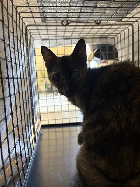 adoptable Cat in Fort Myers, FL named TAYLOR