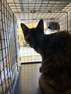 adoptable Cat in  named TAYLOR