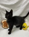 adoptable Cat in  named OLLIE