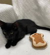 adoptable Cat in  named TODD