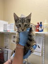 adoptable Cat in  named HANSEL