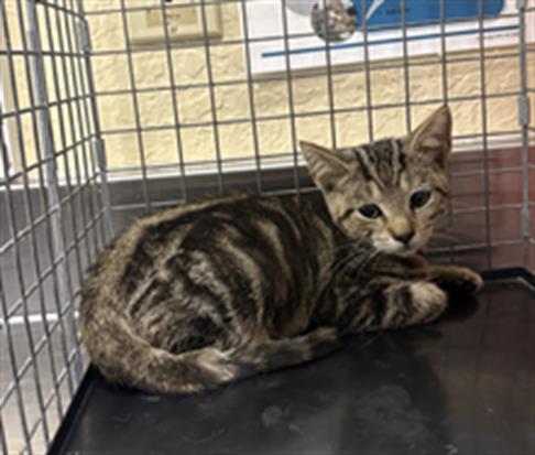 adoptable Cat in Fort Myers, FL named GRETEL