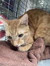 adoptable Cat in  named JULES
