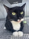 adoptable Cat in  named FELIX