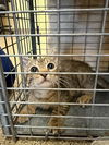 adoptable Cat in  named LELO