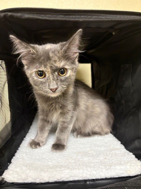 adoptable Cat in Fort Myers, FL named PENELOPE