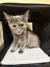 adoptable Cat in  named PENELOPE