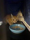 adoptable Cat in  named LIL TIMMY