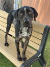 COOPER - Photo 1