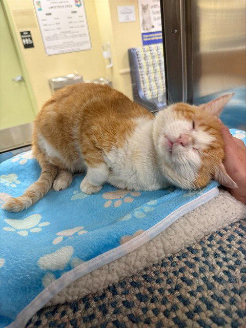 MAX, an adoptable Domestic Short Hair in Fort Myers, FL