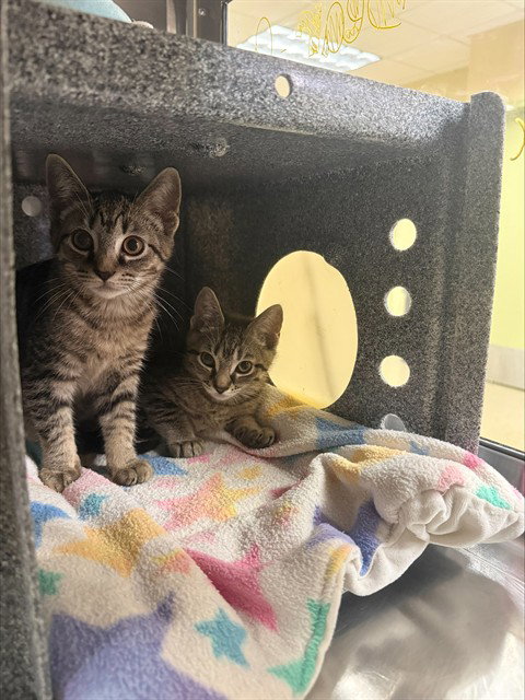 BEAR, an adoptable Domestic Short Hair in Fort Myers, FL