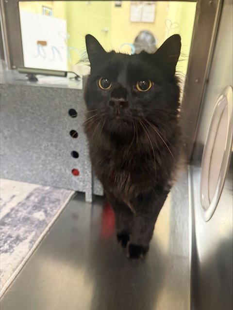SALEM, an adoptable Domestic Long Hair in Fort Myers, FL