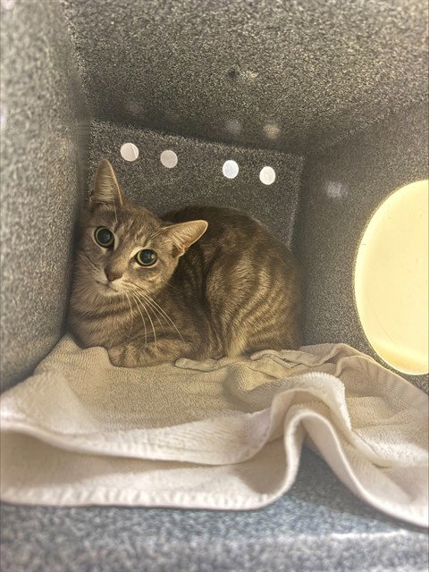 THELMA, an adoptable Domestic Short Hair in Fort Myers, FL
