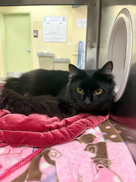 SABRINA, an adoptable Domestic Long Hair in Fort Myers, FL
