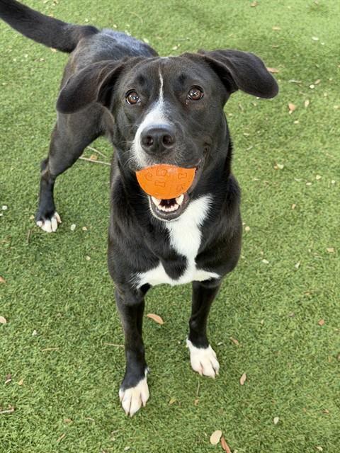 picture of the dog needing adoption