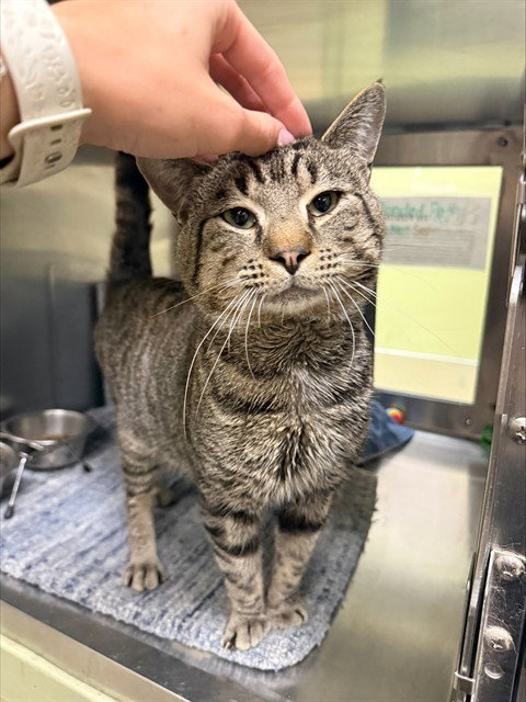 picture of the cat needing adoption