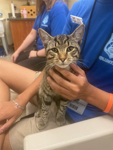 picture of the cat needing adoption
