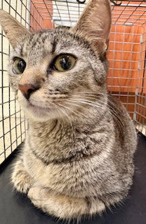 picture of the cat needing adoption