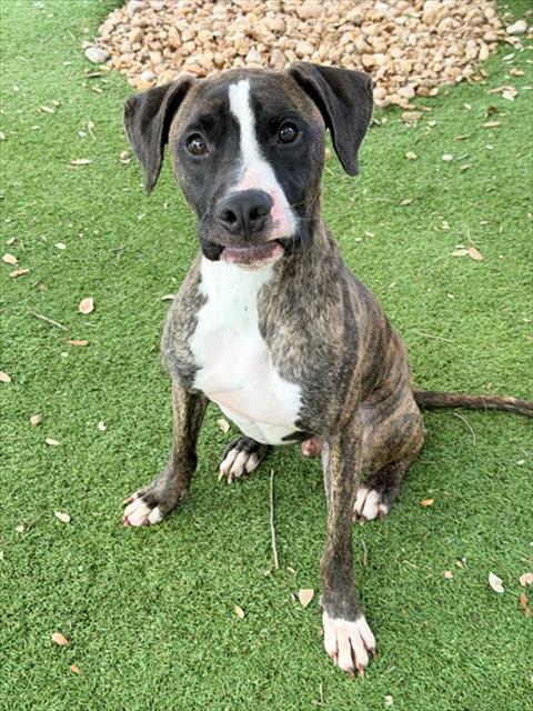 picture of the dog needing adoption