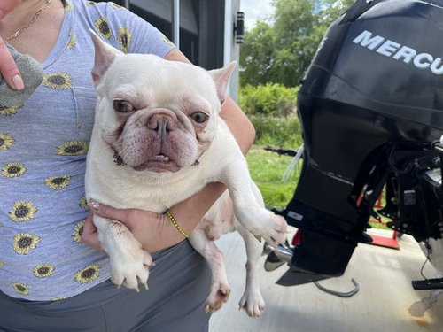 picture of the dog needing adoption