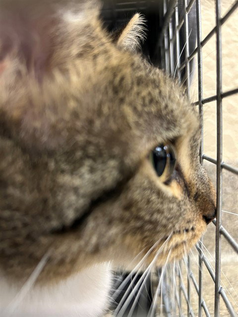 picture of the cat needing adoption
