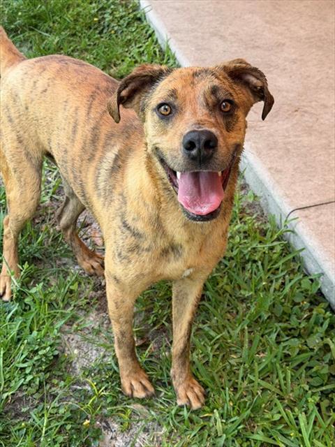 LINCOLN, an adoptable Catahoula Leopard Dog in Fort Myers, FL
