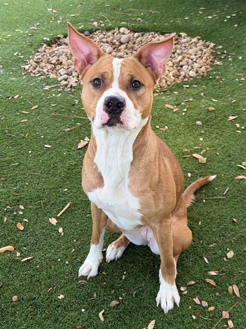 ATHENA, an adoptable American Pit Bull Terrier in Fort Myers, FL