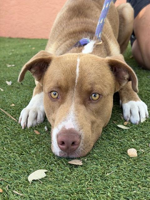 SCOTTY, an adoptable American Pit Bull Terrier in Fort Myers, FL