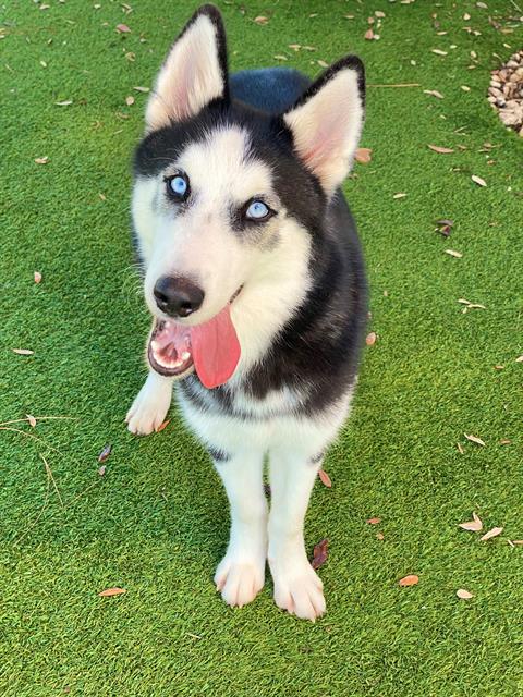 ROCKY, an adoptable Siberian Husky in Fort Myers, FL