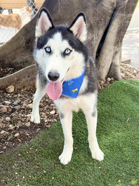 ROCKY, an adoptable Siberian Husky in Fort Myers, FL
