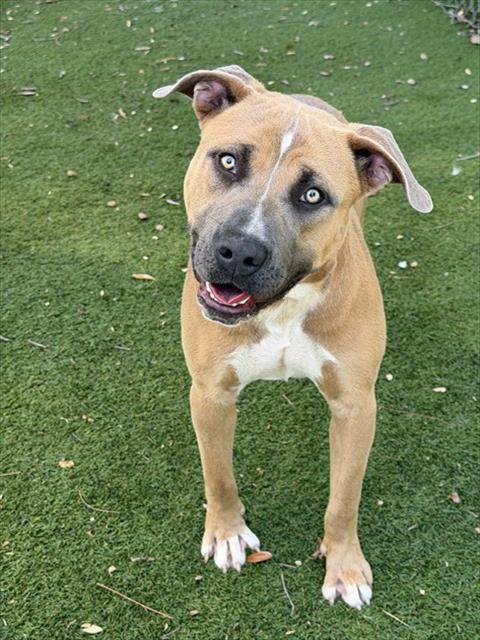 TREVOR, an adoptable American Pit Bull Terrier in Fort Myers, FL