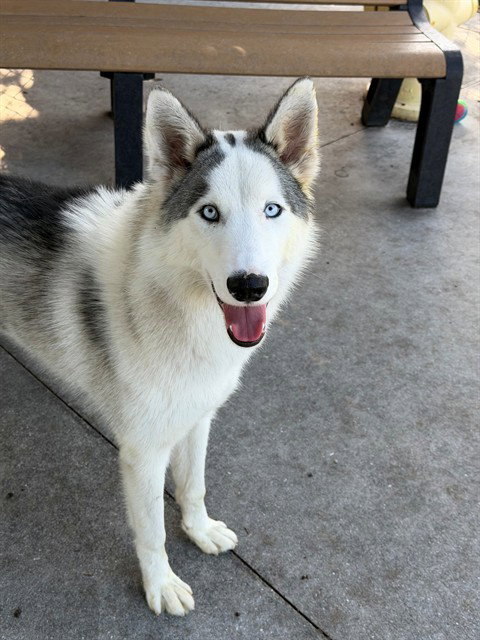 YUKON, an adoptable Siberian Husky in Fort Myers, FL