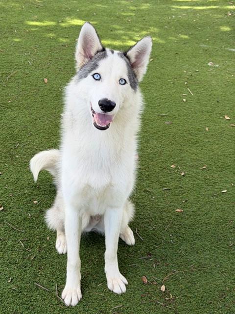 YUKON, an adoptable Siberian Husky in Fort Myers, FL