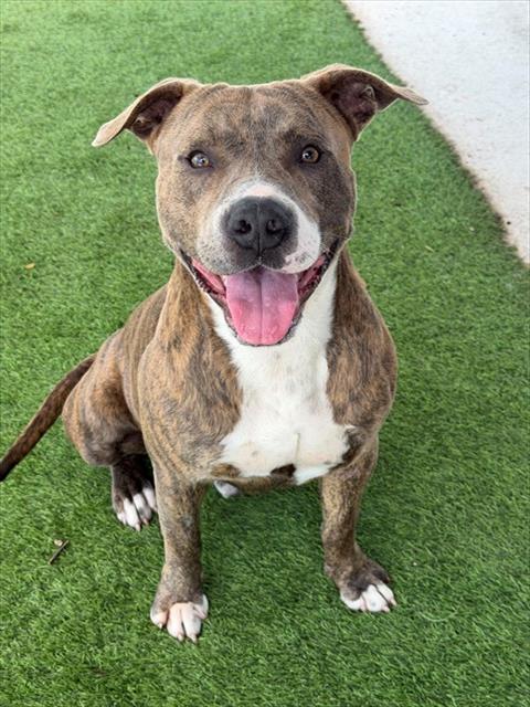 DENVER, an adoptable Pit Bull Terrier in Fort Myers, FL