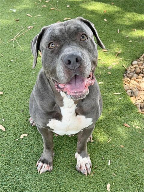 SERENA, an adoptable Pit Bull Terrier in Fort Myers, FL