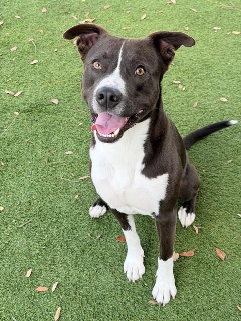 JORDAN, an adoptable Pit Bull Terrier in Fort Myers, FL