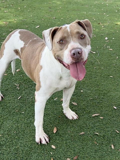 MILLER, an adoptable American Bulldog in Fort Myers, FL