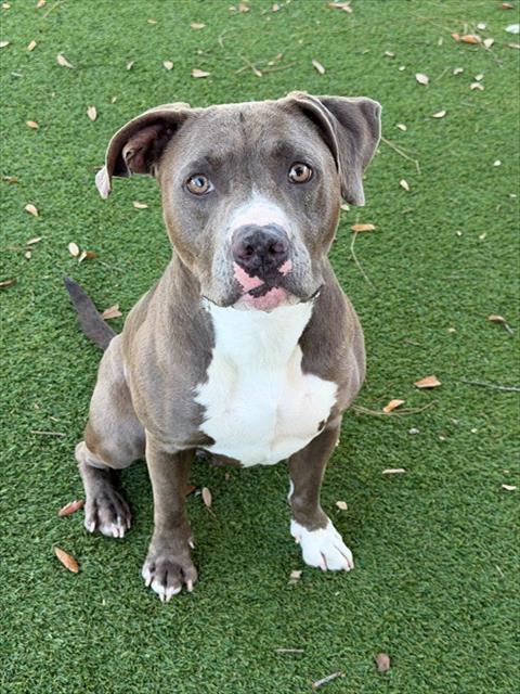 STELLA, an adoptable American Pit Bull Terrier in Fort Myers, FL