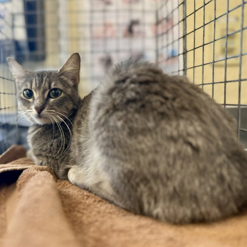 BELLA, an adoptable Domestic Short Hair in Fort Myers, FL
